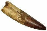 Real Fossil Spinosaurus Tooth - Beautiful Enamel Preservation #335990-1